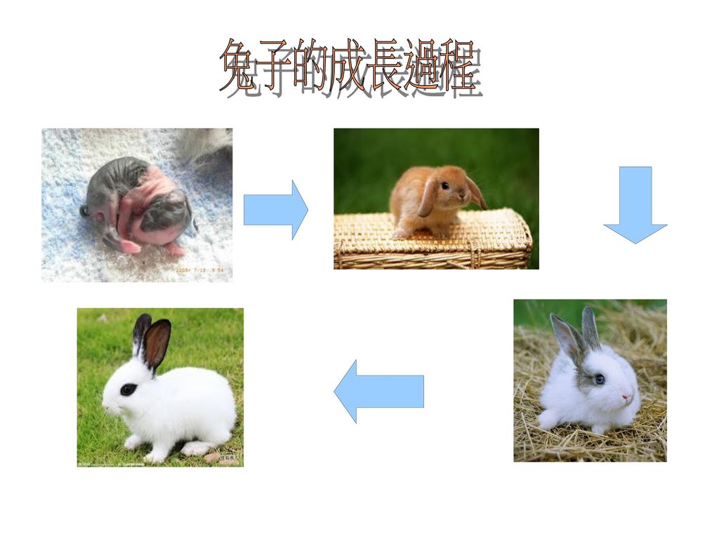 兔子的成長過程