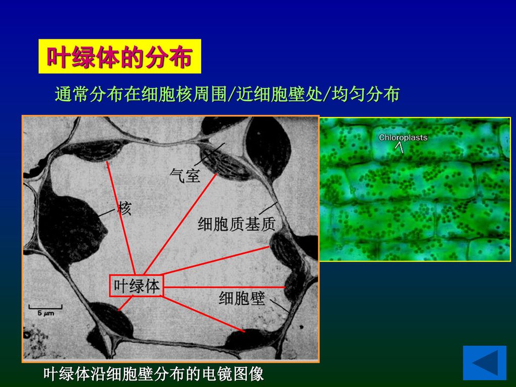 11 葉綠體的大小 高等植物