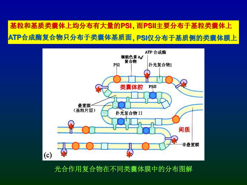 类囊体薄膜与类囊体膜图片