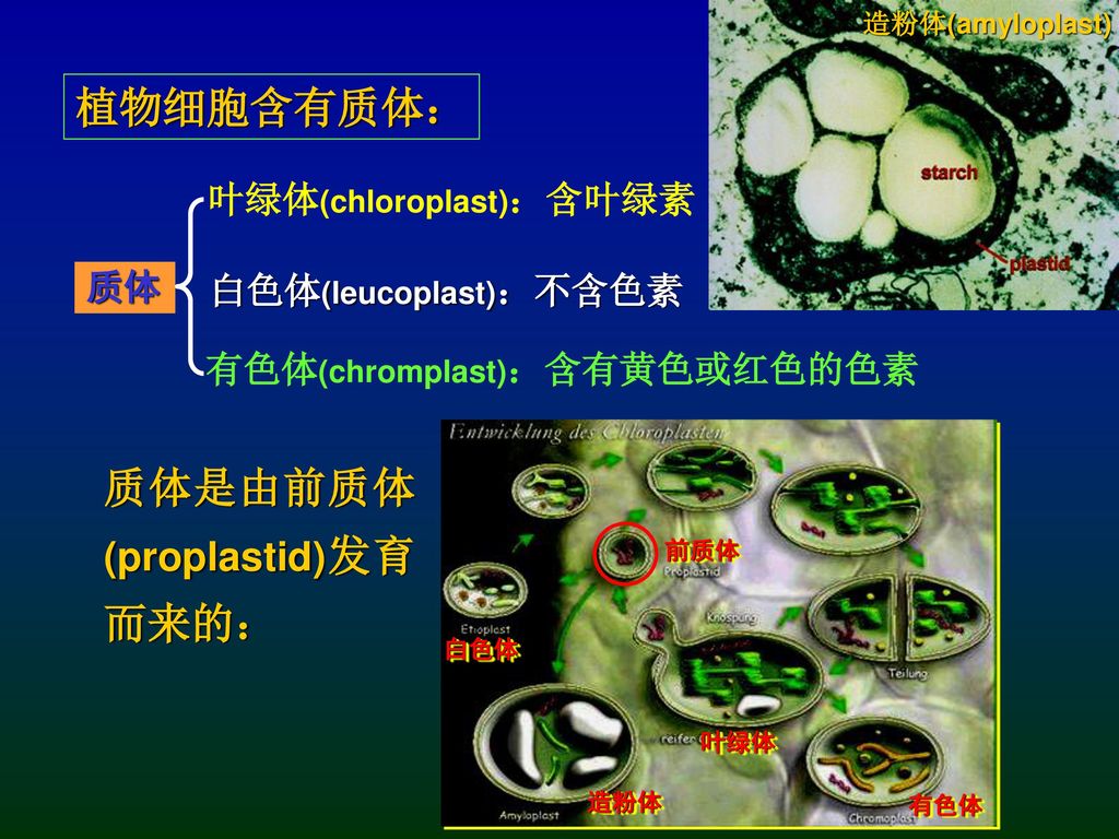 质体是由前质体(proplastid)发育而来的 造粉体(amyloplast)植物细胞