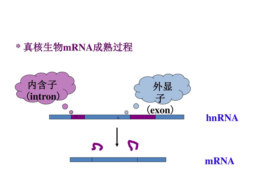 核酸化学 Nucleic Acids 刘新文 北京大学