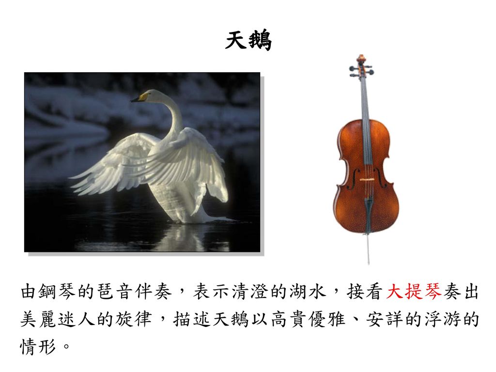 天鵝 由鋼琴的琶音伴奏，表示清澄的湖水，接看大提琴奏出 美麗迷人的旋律，描述天鵝以高貴優雅、安詳的浮游的 情形。