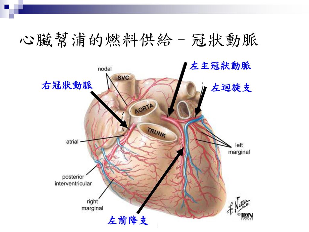 心臟幫浦的燃料供給–冠狀動脈 左主冠狀動脈 右冠狀動脈 左迴旋支 左前降支 10