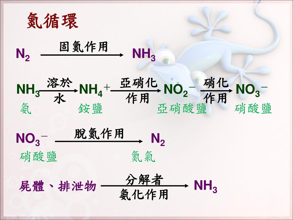 氮循環 固氮作用 N2 NH3 硝化 作用 溶於 水 亞硝化 NH3 NH4＋ NO2－ NO3－ 氨 銨鹽 亞硝酸鹽 硝酸鹽 脫氮作用