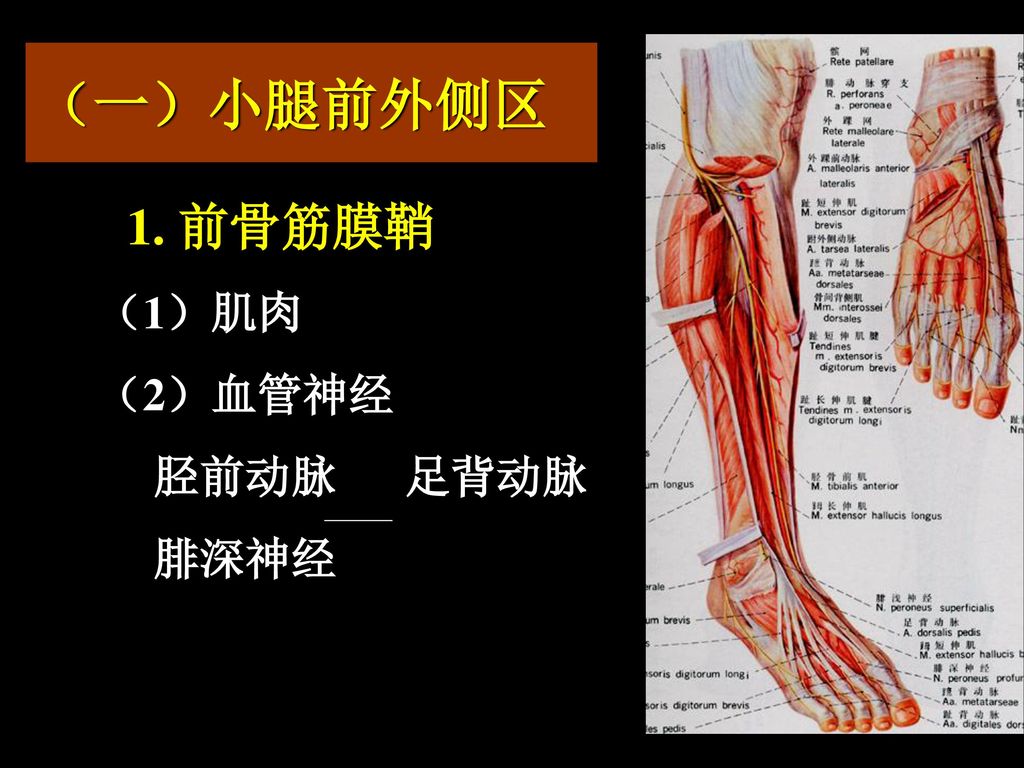 贵阳医学院人体解剖学教研室 Ppt Download