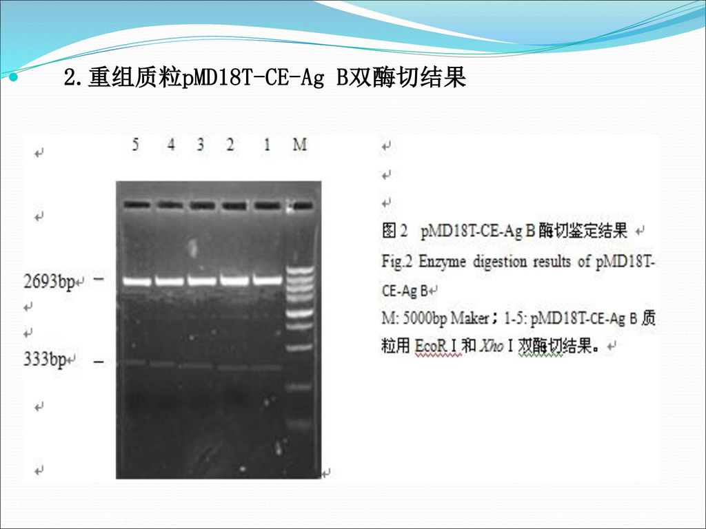 2.重组质粒pMD18T-CE-Ag B双酶切结果