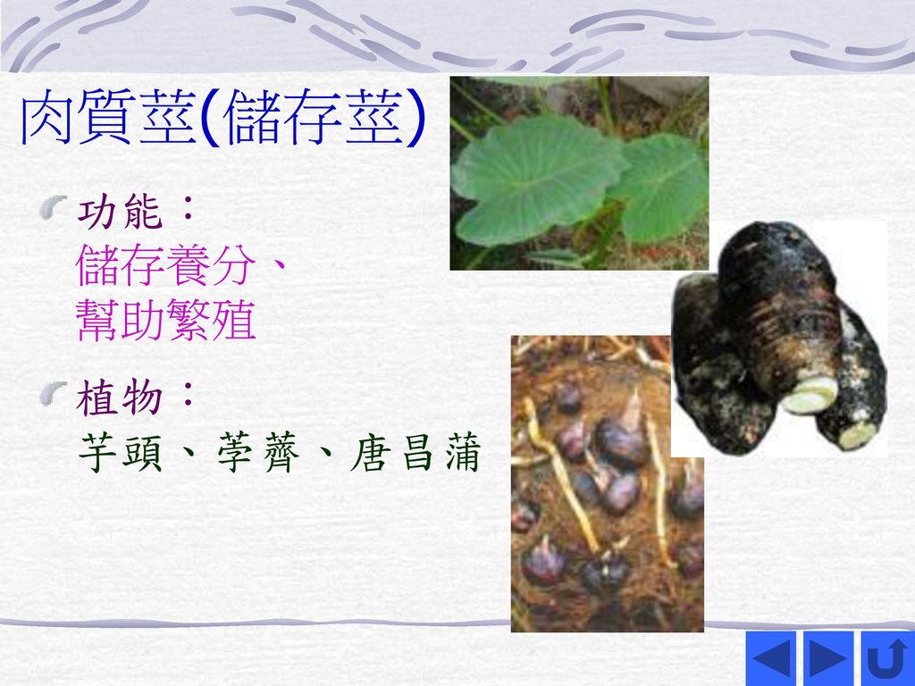 肉質莖(儲存莖) 功能： 儲存養分、 幫助繁殖 植物： 芋頭、荸薺、唐昌蒲
