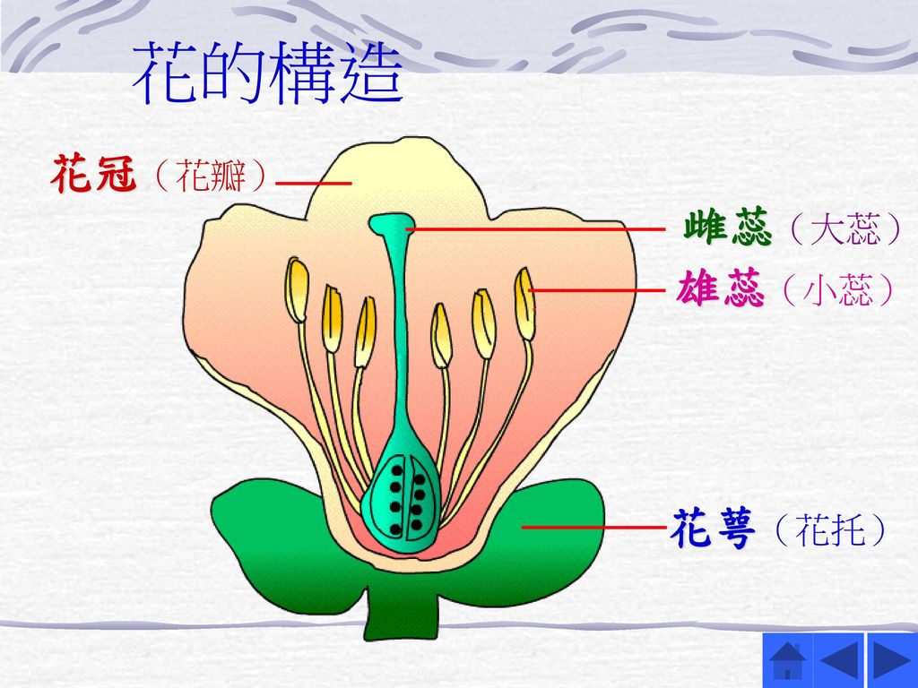 花的構造 花冠（花瓣） 雌蕊（大蕊） 雄蕊（小蕊） 花萼（花托）