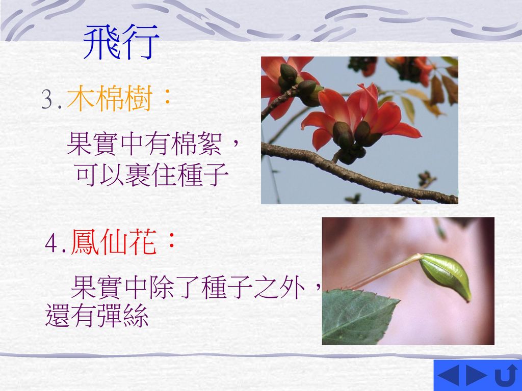 飛行 3.木棉樹： 果實中有棉絮， 可以裹住種子 4.鳳仙花： 果實中除了種子之外，還有彈絲