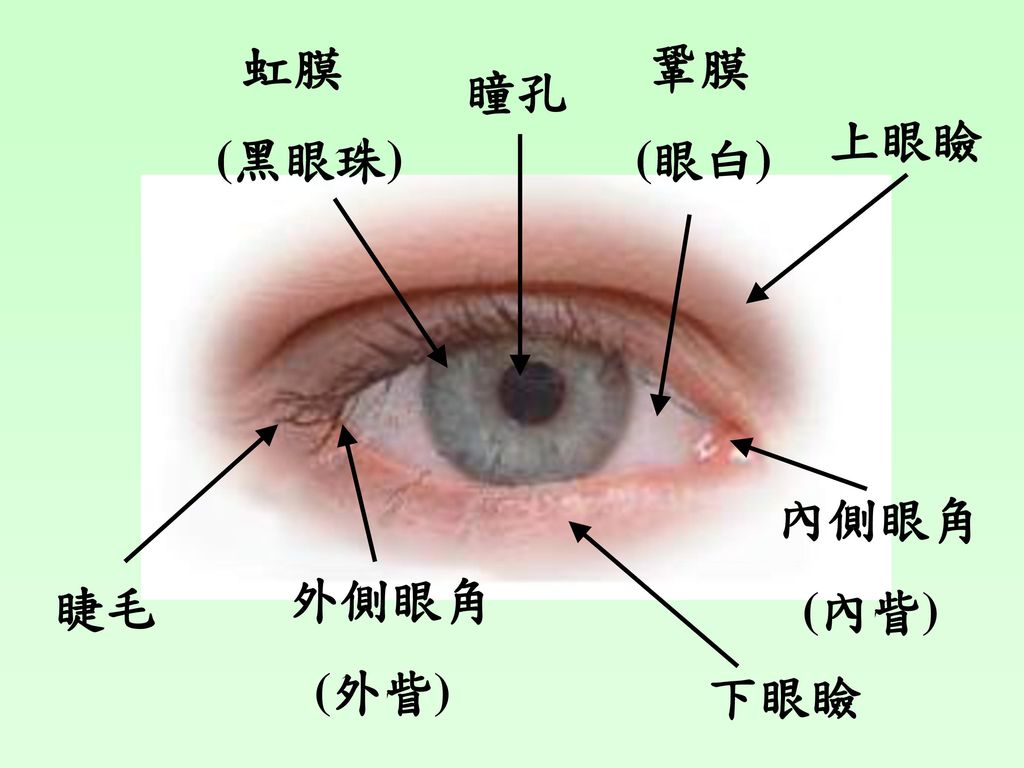 虹膜 (黑眼珠) 鞏膜 (眼白) 瞳孔 上眼瞼 內側眼角 (內眥) 外側眼角 (外眥) 睫毛 下眼瞼