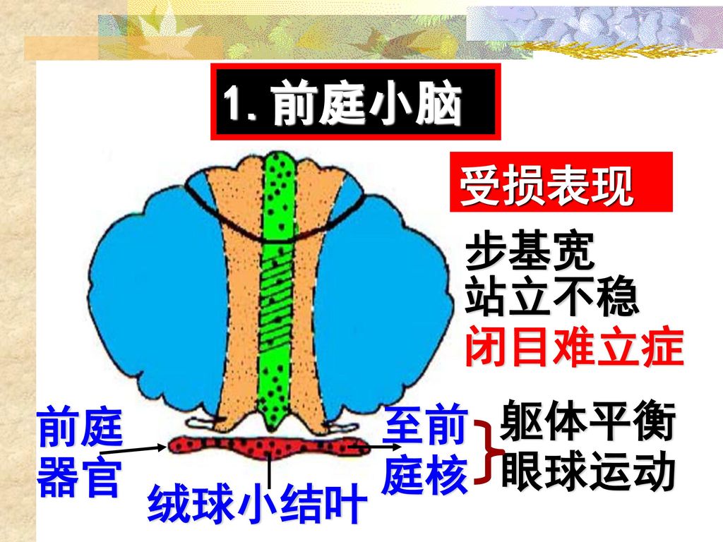 第三节神经系统对姿势和运动的调节 Ppt Download