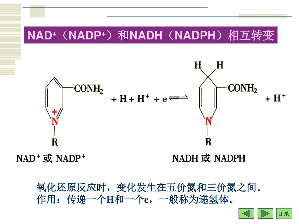 NAD+(NADP+)和NADH(NADPH)相互转变