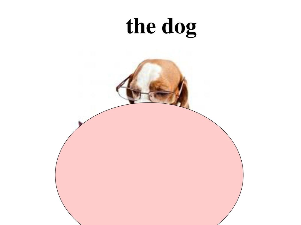 the dog