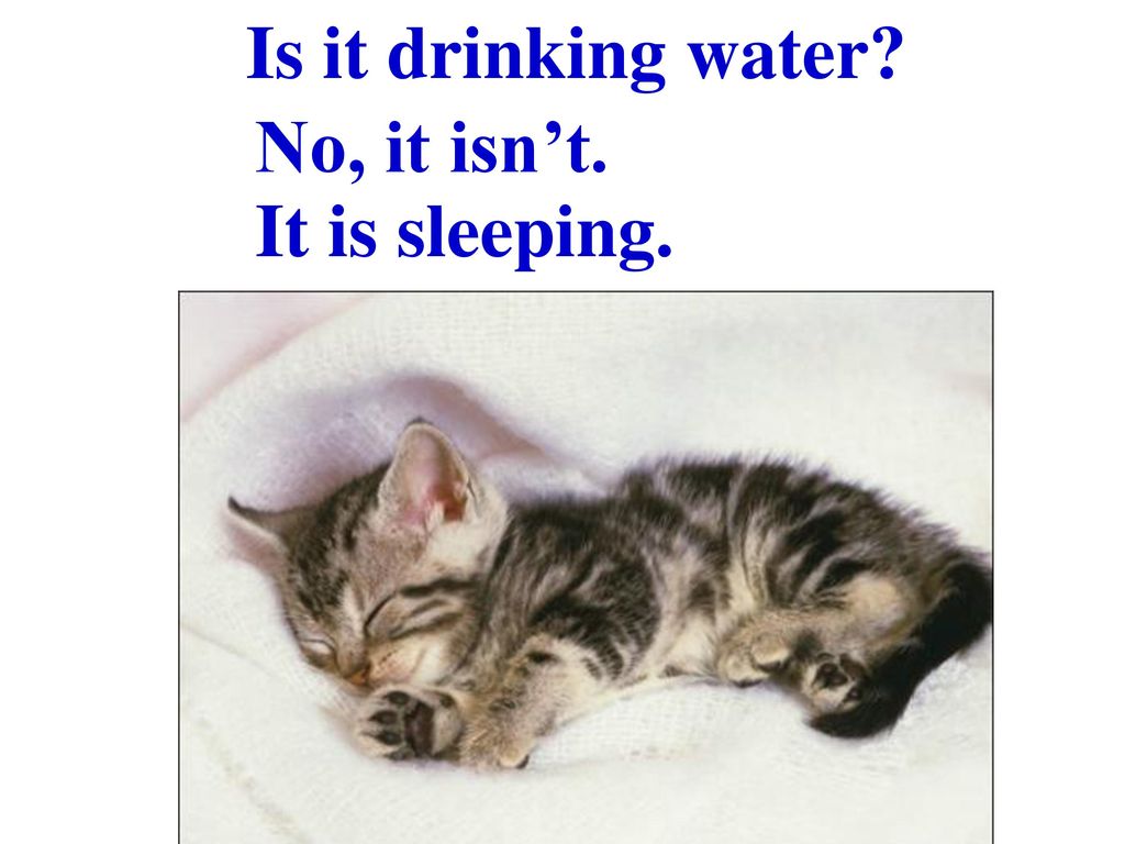 Is it drinking water No, it isn’t. It is sleeping.