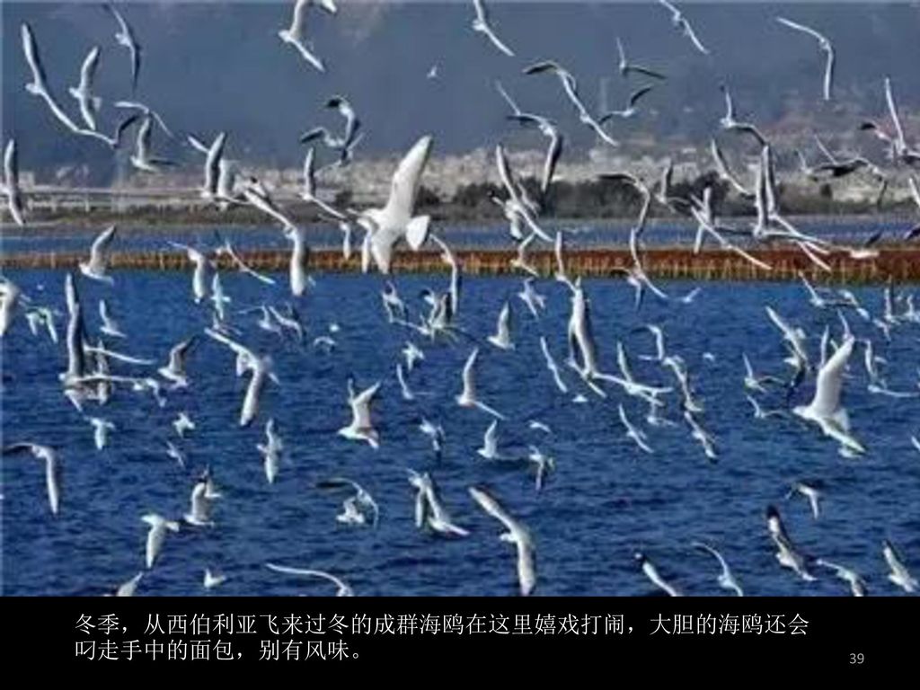 冬季，从西伯利亚飞来过冬的成群海鸥在这里嬉戏打闹，大胆的海鸥还会叼走手中的面包，别有风味。