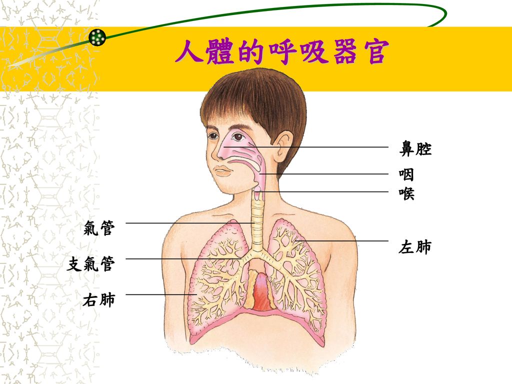 運動時呼吸為何會加快呼吸系統 Ppt Download