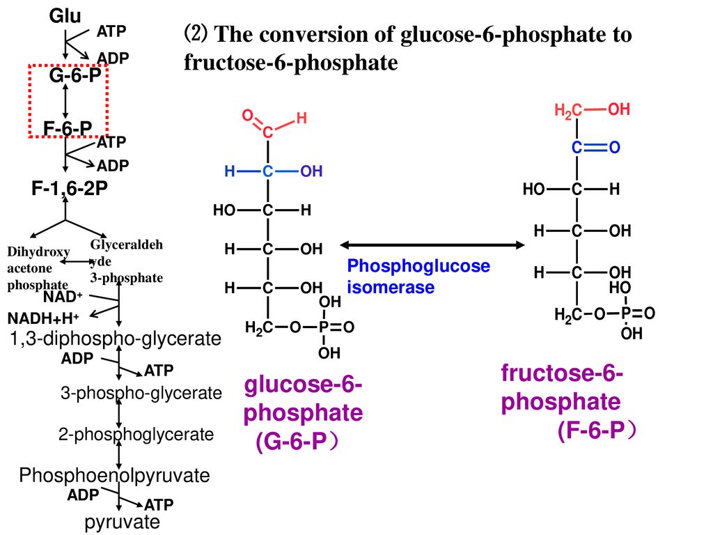 Metabolism of Carbohydrates - ppt download