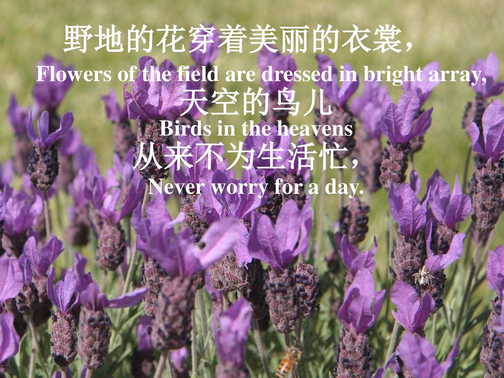 野地的花穿着美丽的衣裳， Flowers of the field are dressed in bright array,