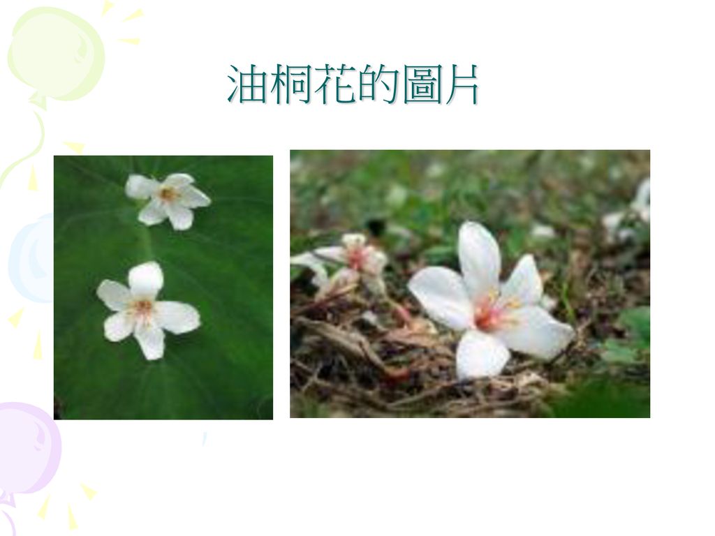 主題 油桐花作者 蕭佩珊 林宜臻 黃若芯 Ppt Download