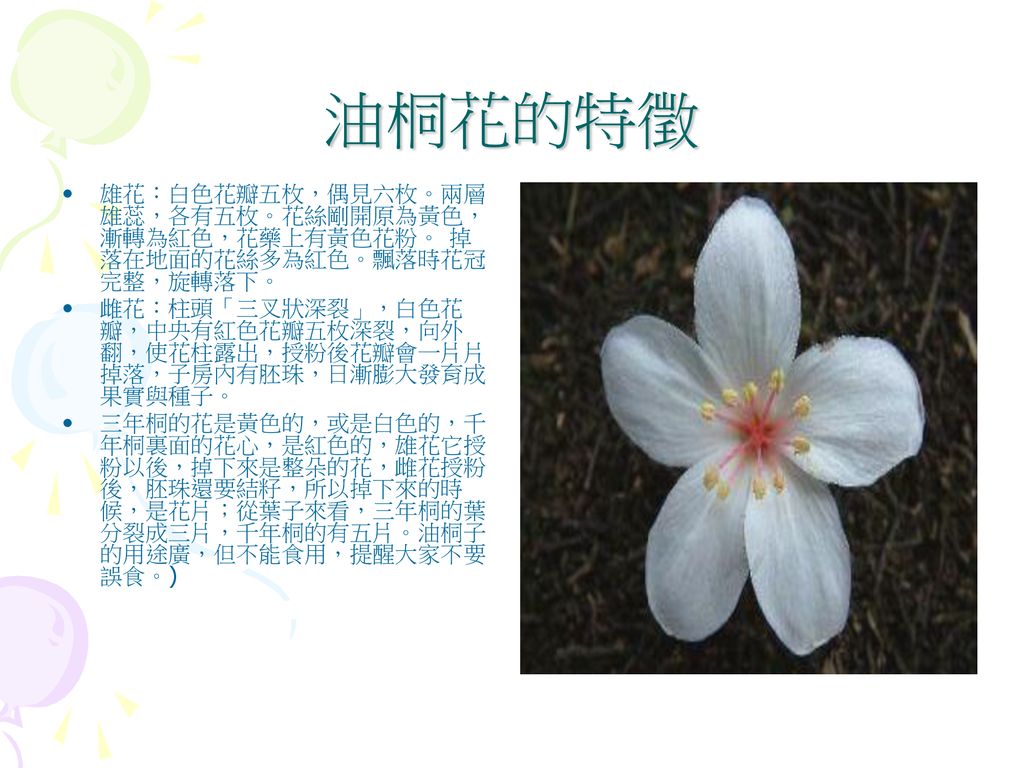 主題 油桐花作者 蕭佩珊 林宜臻 黃若芯 Ppt Download