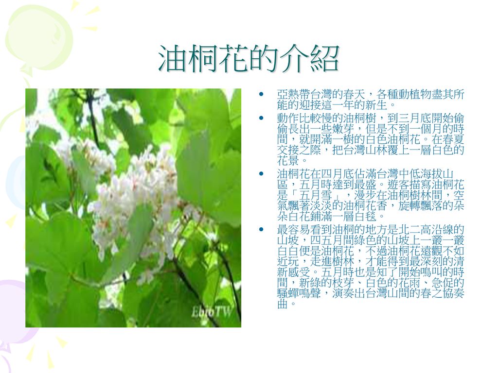 主題 油桐花作者 蕭佩珊 林宜臻 黃若芯 Ppt Download