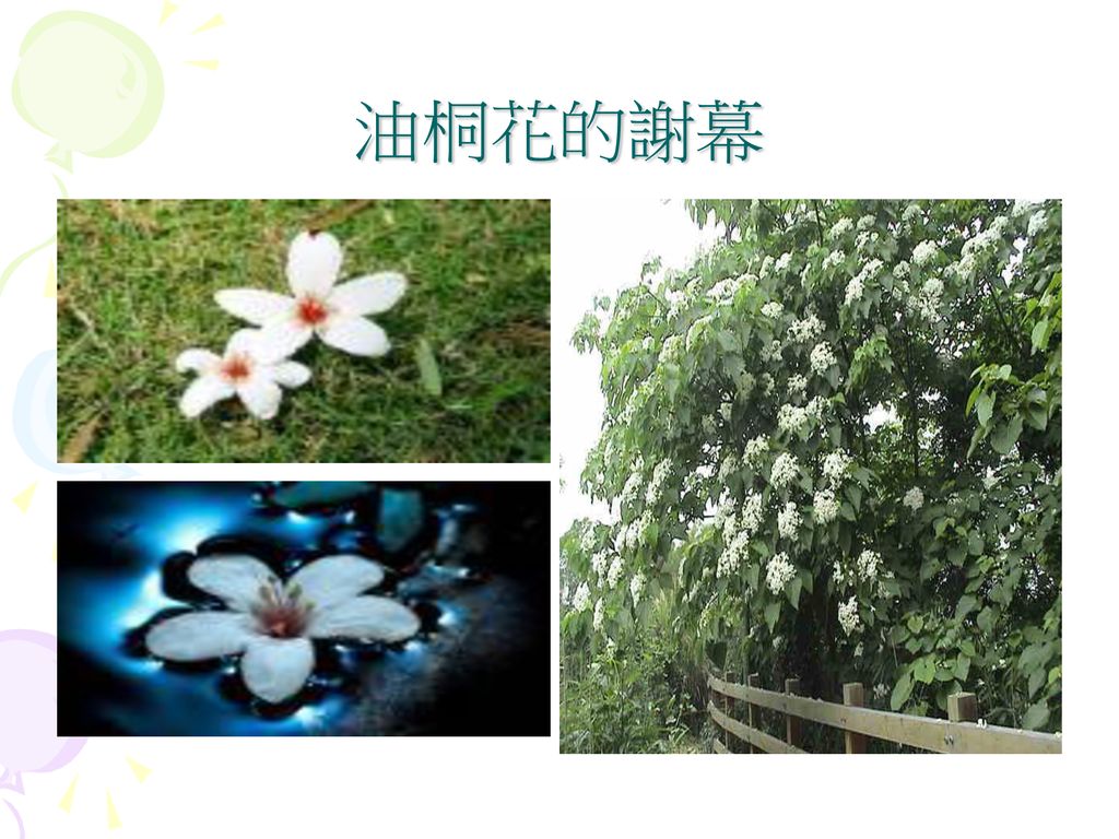 主題 油桐花作者 蕭佩珊 林宜臻 黃若芯 Ppt Download