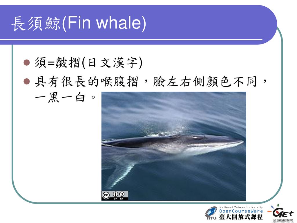 Cetacean Taxonomy 鯨豚分類與辨識 Ppt Download