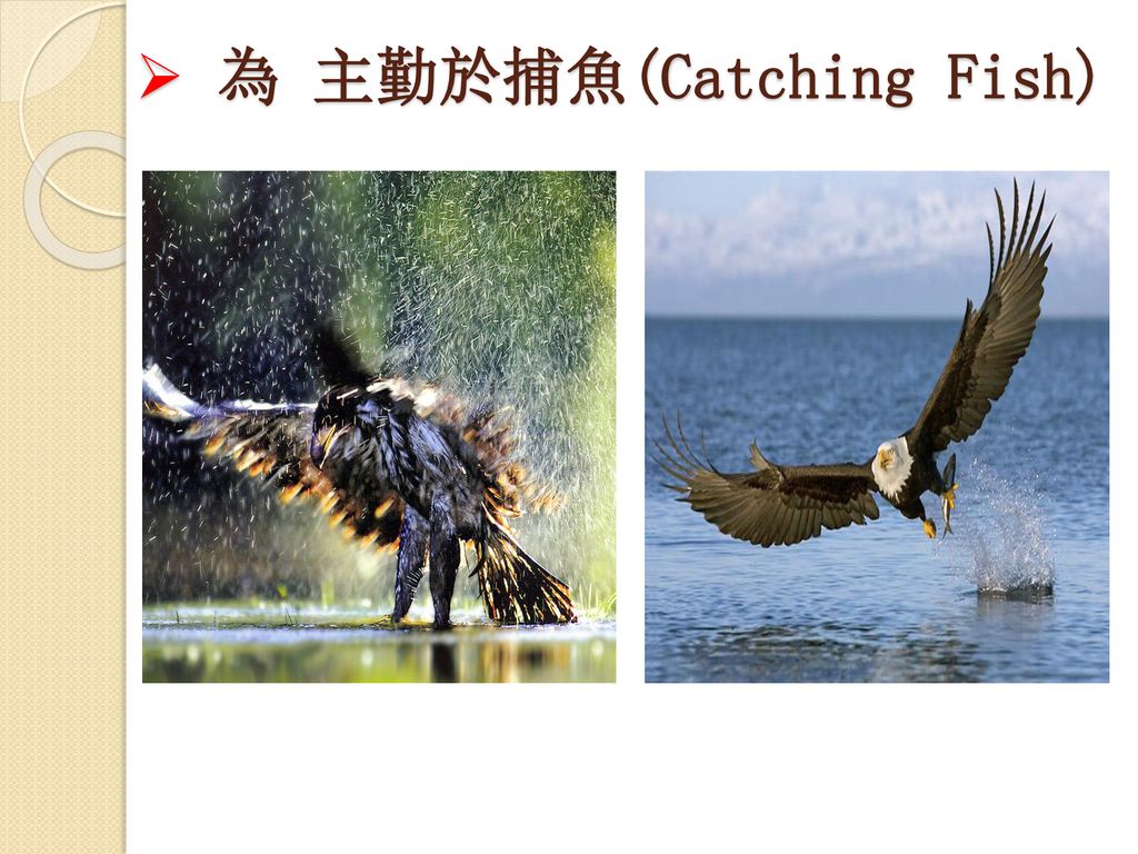 為 主勤於捕魚(Catching Fish)