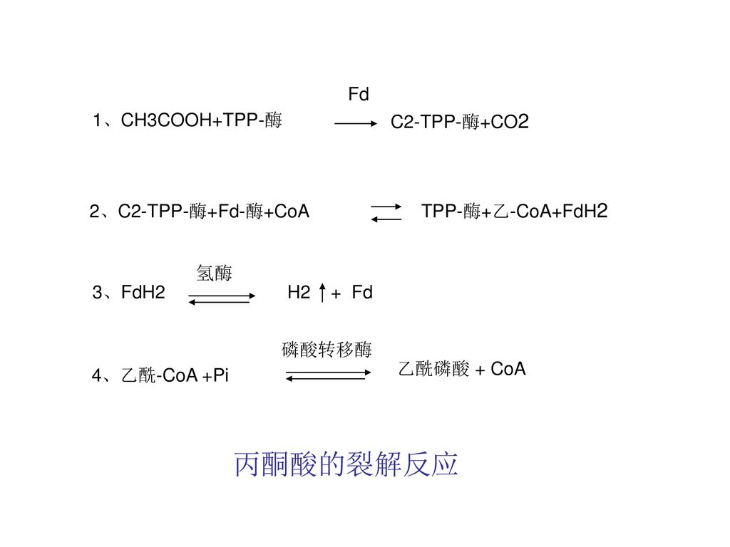 丙酮酸的裂解反应 1、CH3COOH+TPP-酶 Fd C2-TPP-酶+CO2 2、C2-TPP-酶+Fd-酶+CoA