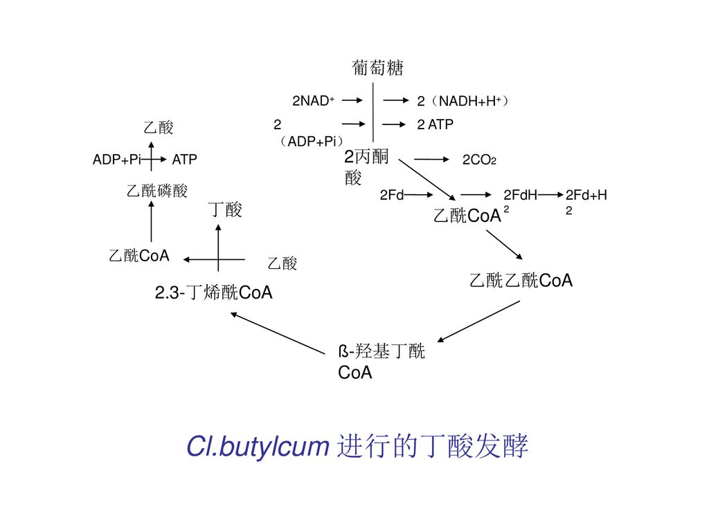 Cl.butylcum 进行的丁酸发酵 葡萄糖 2丙酮酸 丁酸 乙酰CoA 乙酸 乙酰乙酰CoA 2.3-丁烯酰CoA ß-羟基丁酰CoA