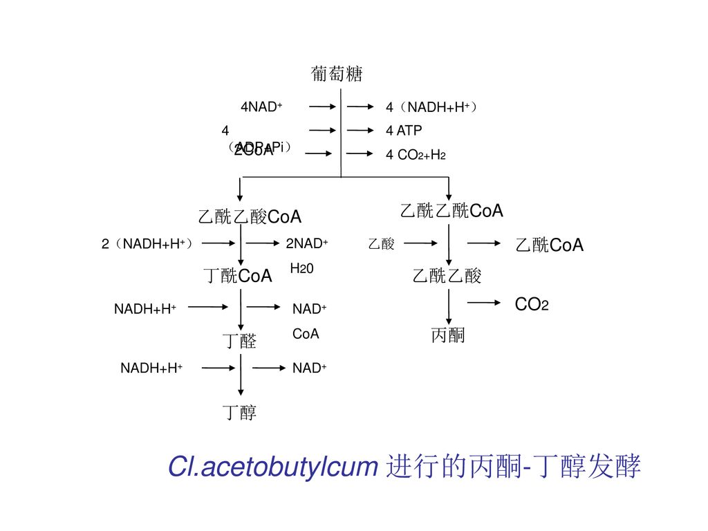 Cl.acetobutylcum 进行的丙酮-丁醇发酵