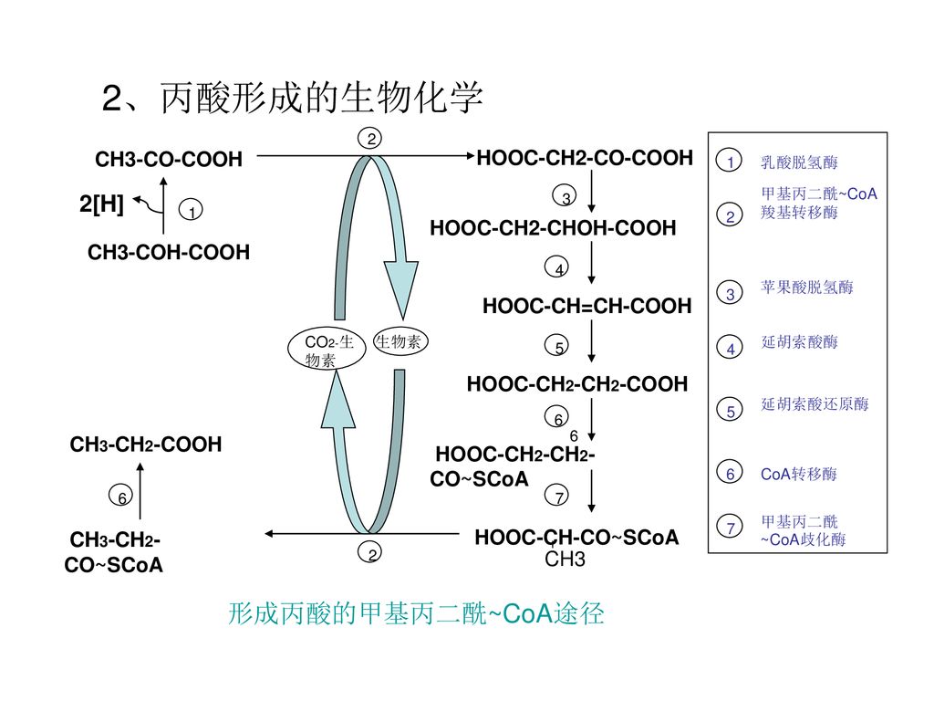 2、丙酸形成的生物化学 形成丙酸的甲基丙二酰~CoA途径 2[H] CH3-CO-COOH HOOC-CH2-CO-COOH