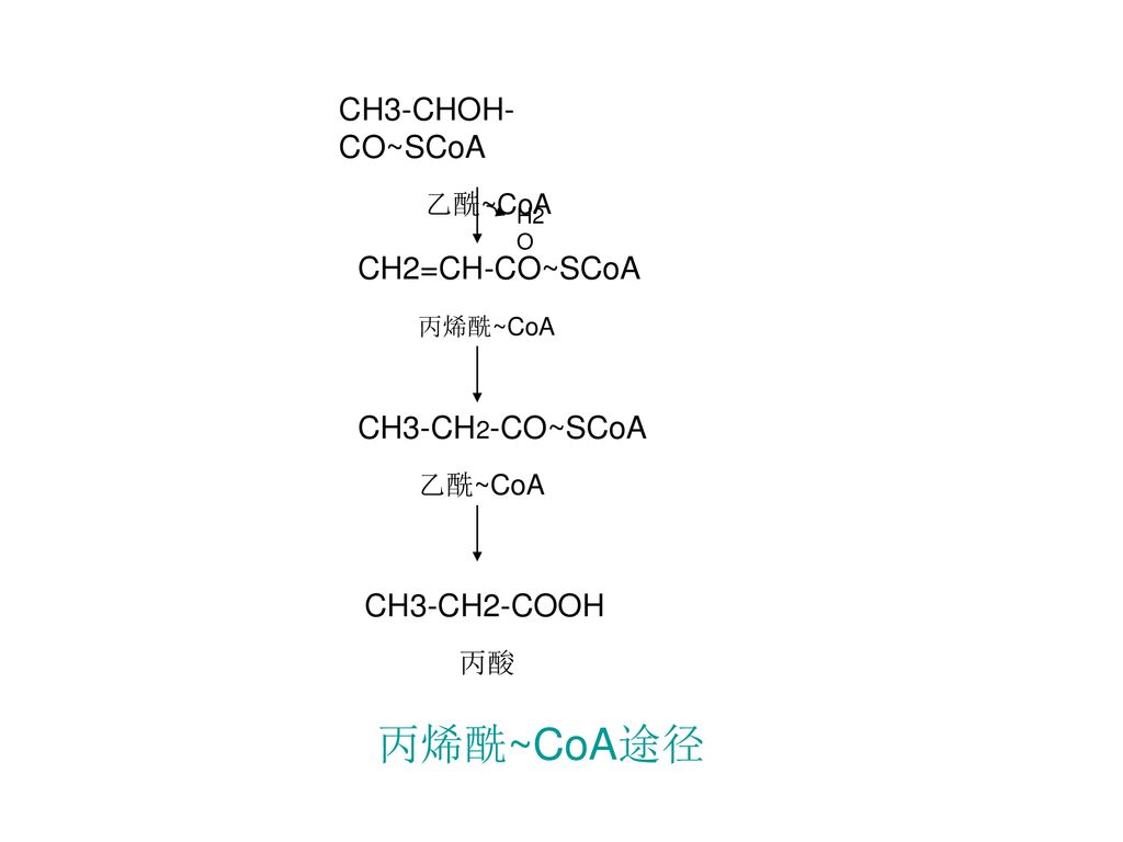 丙烯酰~CoA途径 CH3-CHOH-CO~SCoA 乙酰~CoA CH2=CH-CO~SCoA 丙烯酰~CoA