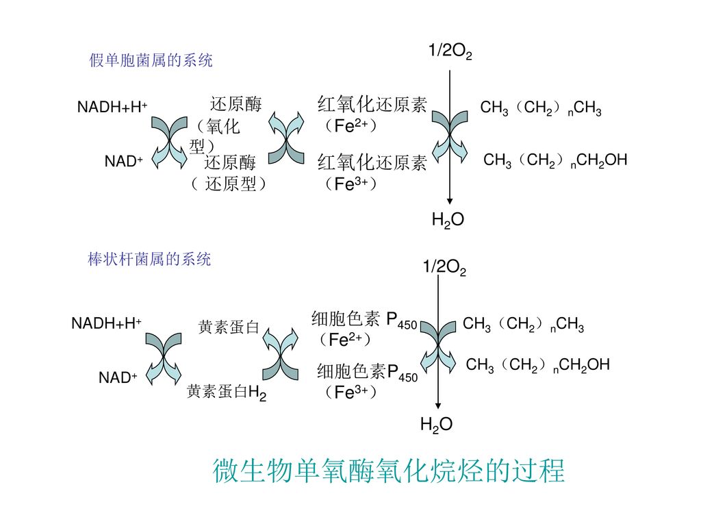 微生物单氧酶氧化烷烃的过程 还原酶（氧化型） 还原酶 （ 还原型） 红氧化还原素 （Fe2+） 红氧化还原素 （Fe3+） 黄素蛋白