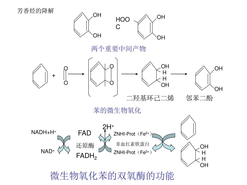 微生物氧化苯的双氧酶的功能 两个重要中间产物 还原酶 FAD FADH2 2H+ 二羟基环己二烯 邻苯二酚 苯的微生物氧化 芳香烃的降解