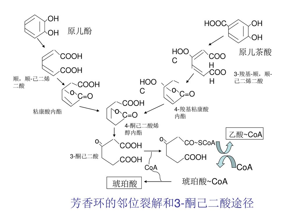 芳香环的邻位裂解和3-酮己二酸途径 原儿酚 原儿茶酸 o o o 乙酸~CoA CoA 琥珀酸~CoA 琥珀酸 OH HOOC OH OH
