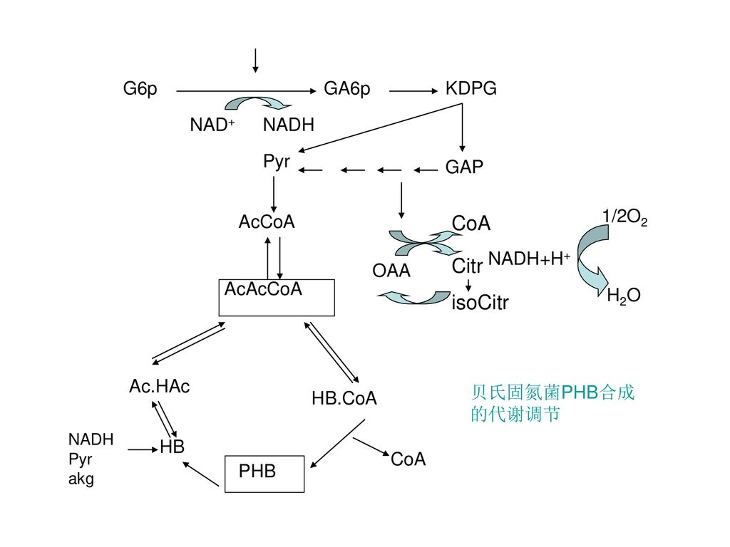 CoA Citr isoCitr G6p GA6p KDPG NAD+ NADH Pyr GAP 1/2O2 AcCoA NADH+H+