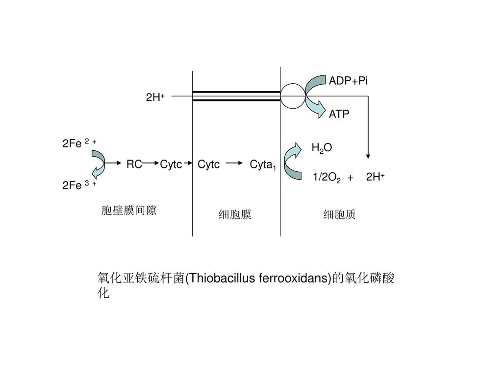 氧化亚铁硫杆菌(Thiobacillus ferrooxidans)的氧化磷酸化