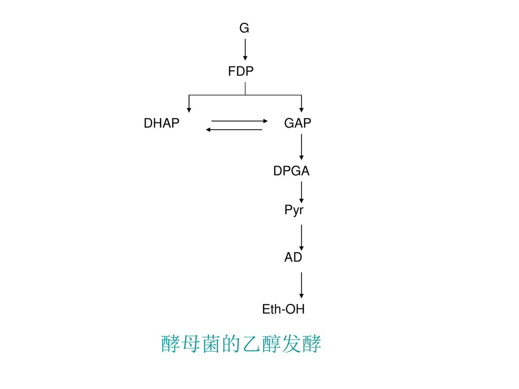 G FDP DHAP GAP DPGA Pyr AD Eth-OH 酵母菌的乙醇发酵