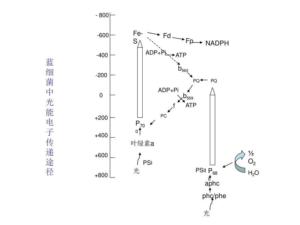 蓝细菌中光能电子传递途径 叶绿素a b563 Fe-S P700 光 NADPH Fp Fd PQ f b559 PC P680 aphc
