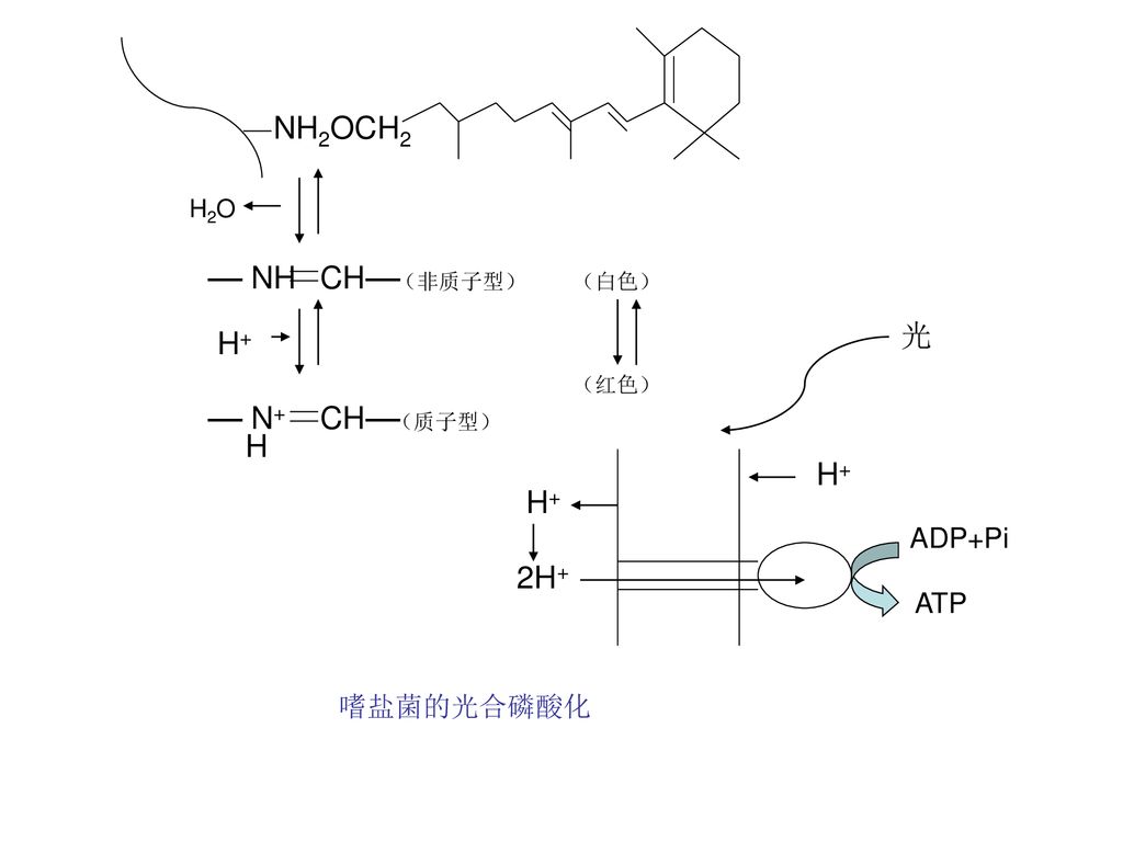 NH2OCH2 –– NH CH–– 光 H+ –– N+ CH–– H H+ H+ 2H+ ADP+Pi ATP 嗜盐菌的光合磷酸化