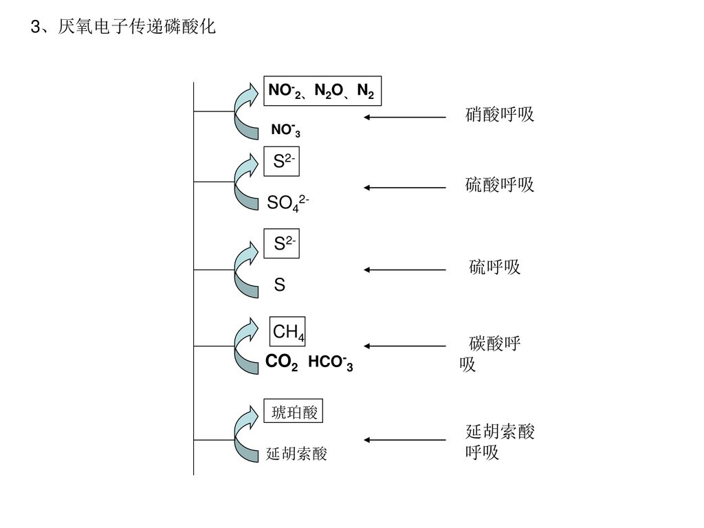 3、厌氧电子传递磷酸化 硝酸呼吸 硫酸呼吸 S2- 硫呼吸 S 碳酸呼吸 CO2 HCO-3 延胡索酸 呼吸 NO-2、 N2O、 N2