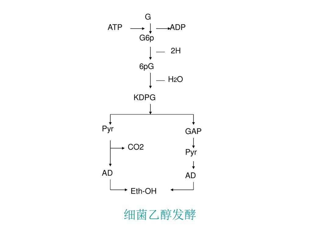 G G6p ATP ADP 6pG 2H H2O KDPG Pyr GAP CO2 AD Eth-OH 细菌乙醇发酵