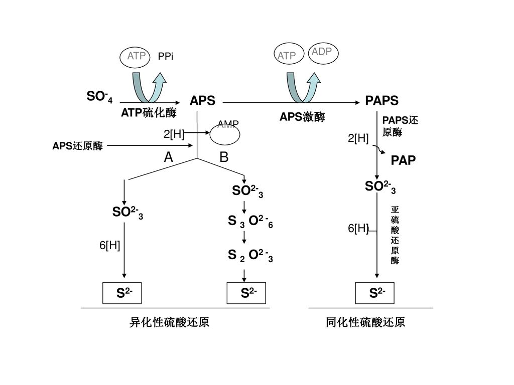 A B SO-4 APS PAPS SO2-3 S2- S 3 O2 -6 S 2 O2 -3 PAP APS激酶 ATP硫化酶 2[H]