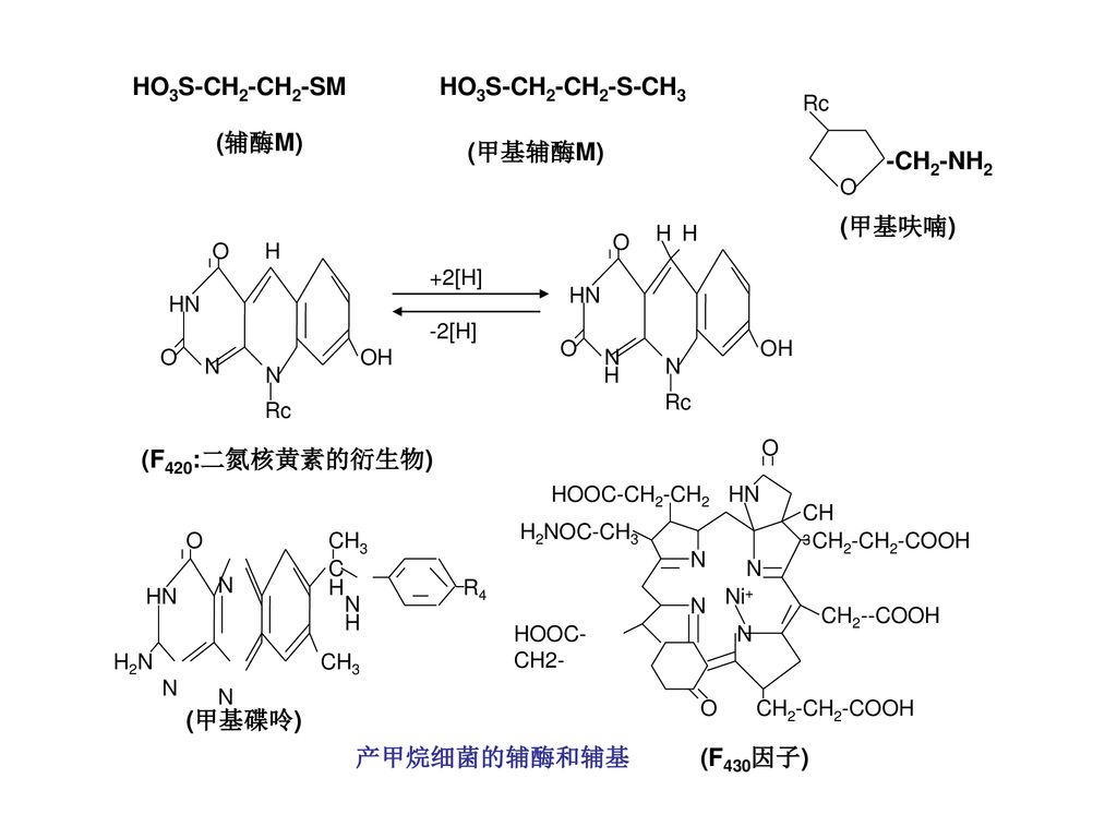 HO3S-CH2-CH2-SM HO3S-CH2-CH2-S-CH3 (辅酶M) (甲基辅酶M) (F420:二氮核黄素的衍生物)