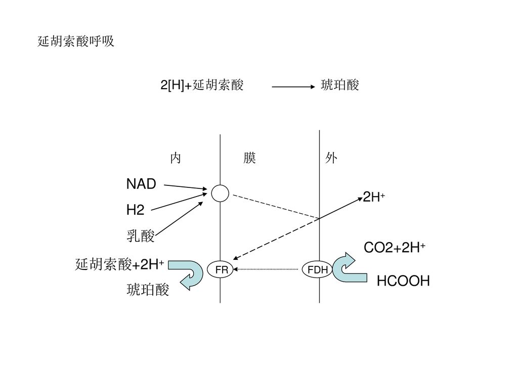 NAD H2 乳酸 CO2+2H+ 延胡索酸+2H+ HCOOH 琥珀酸 延胡索酸呼吸 2[H]+延胡索酸 琥珀酸 内 膜 外 2H+ FR