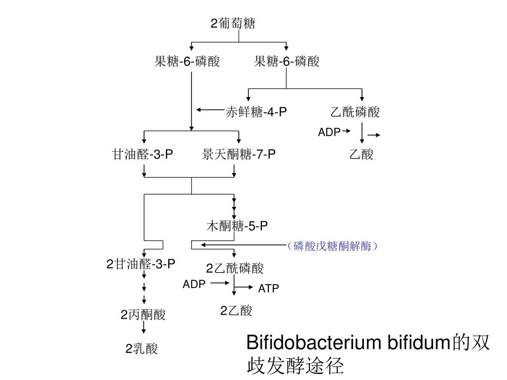 Bifidobacterium bifidum的双歧发酵途径