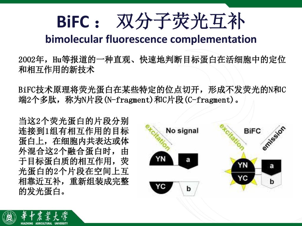 BiFC ： 双分子荧光互补 bimolecular fluorescence complementation