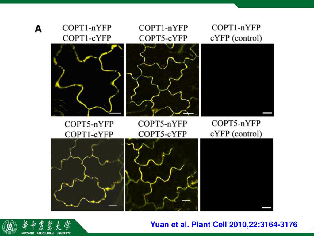 Yuan et al. Plant Cell 2010,22: