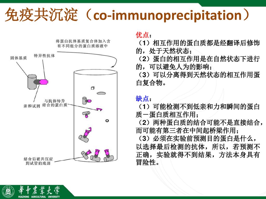 免疫共沉淀（co-immunoprecipitation）